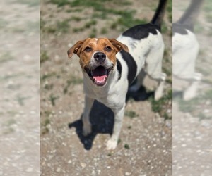 Roxie - Female Mutt Dog for Adoption - Photo #2