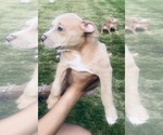 Small Photo #14 American Bully Puppy For Sale in LAKE STATION, IN, USA