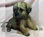 Puppy 1 Poodle (Toy)-Schnauzer (Miniature) Mix
