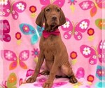 Small Photo #1 Vizsla Puppy For Sale in LANCASTER, PA, USA