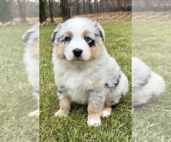 Medium Photo #2 Australian Shepherd Puppy For Sale in FAIR HAVEN, MI, USA