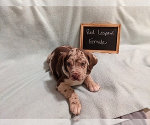 Medium Catahoula Leopard Dog