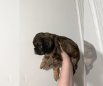 Puppy Hermione Affenpinscher