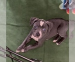 Small #4 American Pit Bull Terrier