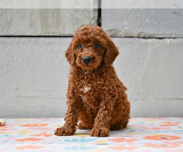 Medium Photo #2 Poodle (Miniature) Puppy For Sale in MILLERSBURG, OH, USA
