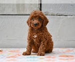 Small #1 Poodle (Miniature)