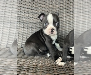 Boston Terrier Puppy for sale in CHARLOTTESVILLE, VA, USA