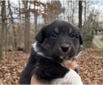 Puppy Puppy 4 Australian Shepherd