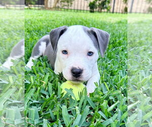 Labrador Retriever Dogs for adoption in The Woodlands, TX, USA