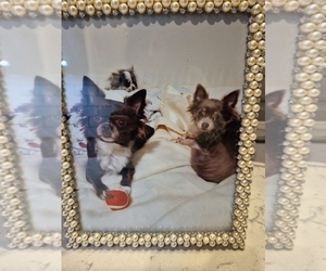 Mother of the Chihuahua puppies born on 06/13/2025