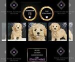 Puppy Buzzie F1B Goldendoodle (Miniature)