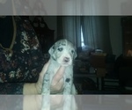 Small Photo #49 Great Dane Puppy For Sale in HOWARD CITY, MI, USA