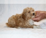 Small #10 Cockapoo (Miniature)