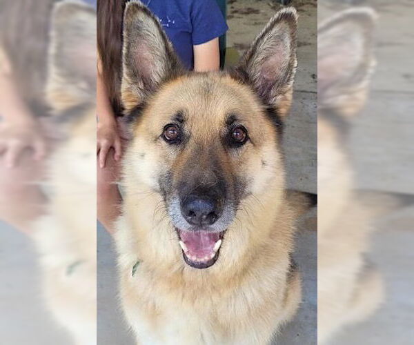 Medium Photo #1 German Shepherd Dog Puppy For Sale in Mount Airy, NC, USA