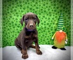 Puppy Purple Collar Doberman Pinscher