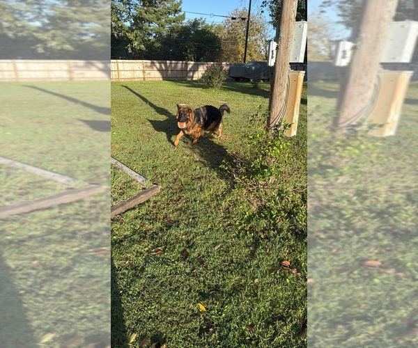 Medium Photo #7 German Shepherd Dog Puppy For Sale in CHRISTOPHER, IL, USA