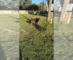 Small #6 German Shepherd Dog