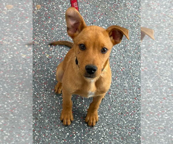 Medium Photo #2 Labrador Retriever-Unknown Mix Puppy For Sale in Salt Lake City, UT, USA