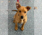 Small #1 Labrador Retriever Mix