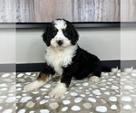 Small Miniature Bernedoodle