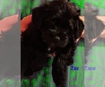 Small #1 Schnauzer (Miniature)