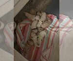 Image preview for Ad Listing. Nickname: Litter of 8