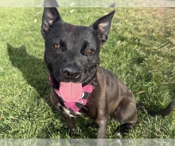 Medium Photo #1 Labrador Retriever-Unknown Mix Puppy For Sale in Pueblo, CO, USA