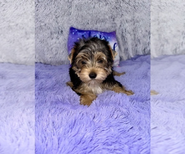 Medium Photo #1 Yorkshire Terrier Puppy For Sale in SANDY HOOK, KY, USA