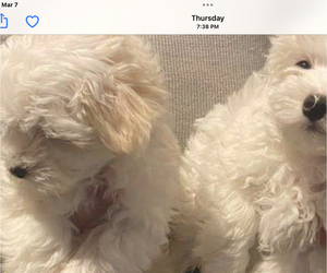 Maltese Puppy for sale in COLUMBIA CITY, IN, USA