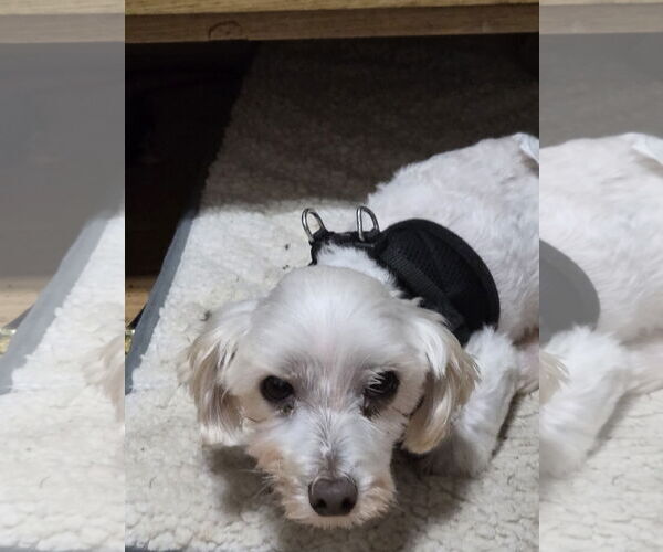 Medium Photo #5 Maltese Puppy For Sale in Spring, TX, USA