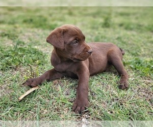 Labrador Retriever Puppy for sale in CARNEGIE, OK, USA