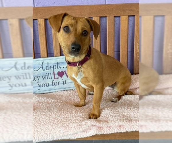 Medium Photo #2 Chihuahua-Unknown Mix Puppy For Sale in Genesee, WI, USA