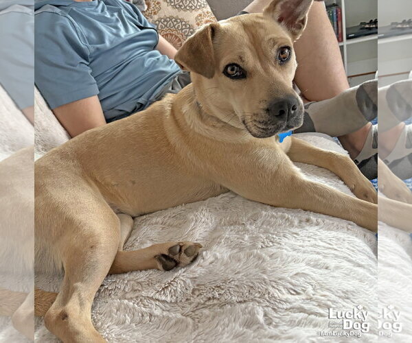 Medium Photo #7 Retriever -Unknown Mix Puppy For Sale in Washington, DC, USA