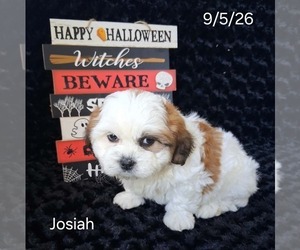 Zuchon Puppy for sale in MOUNT PLEASANT, MI, USA