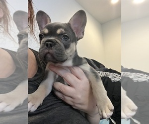 French Bulldog Puppy for sale in BLOOMINGTON, UT, USA