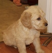 Small Photo #2 Labradoodle Puppy For Sale in BOONE, IN, USA