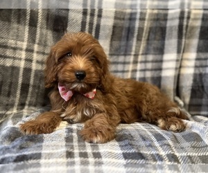 Cavapoo Puppy for sale in LAKELAND, FL, USA