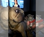 Small #21 French Bulldog