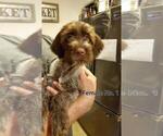 Small #9 Wirehaired Pointing Griffon
