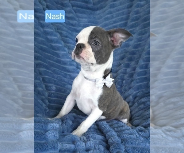 Medium Photo #2 Boston Terrier Puppy For Sale in MINERAL WELLS, WV, USA