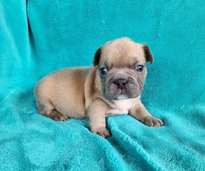 French Bulldog Puppy for sale in LAS VEGAS, NV, USA