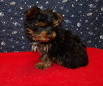 Small Photo #18 Yorkshire Terrier Puppy For Sale in PATERSON, NJ, USA