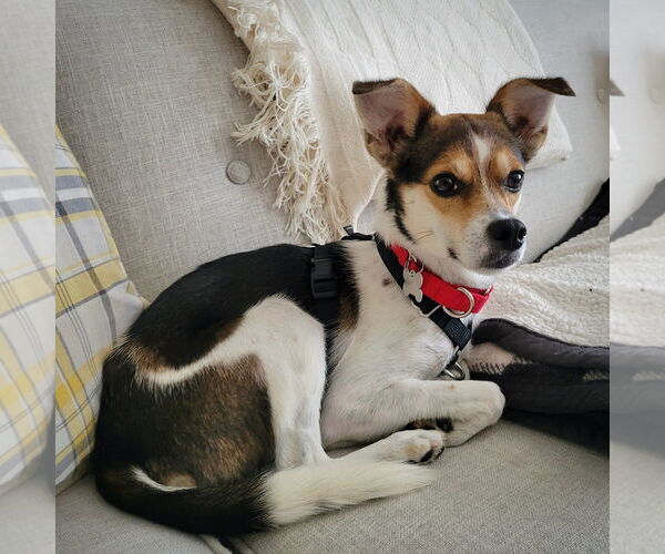 Medium Photo #4 Raggle Puppy For Sale in Atlanta, GA, USA