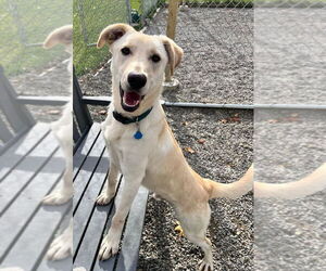 Mutt Dogs for adoption in Rockaway, NJ, USA