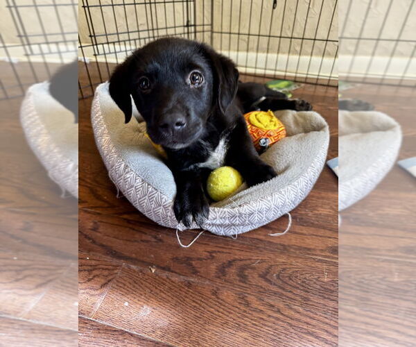 Medium Photo #1 Labrador Retriever-Unknown Mix Puppy For Sale in Boston, MA, USA
