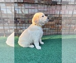 Small #1 Golden Retriever