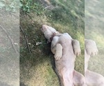 Small #2 American Bully