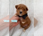 Puppy Teddy Poodle (Toy)