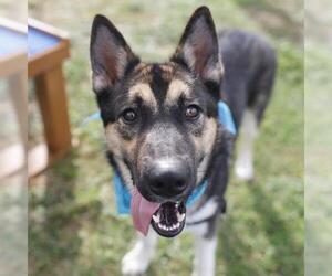 Siberian Husky-Unknown Mix Dogs for adoption in San Antonio, TX, USA