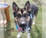 JACK - Male Siberian Husky-Unknown Mix Dog for Adoption - Small photo